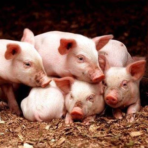 莒县生猪价格爆涨为什么养殖户压力反而增大